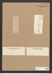Diatomeae indet. Zeichnungen Sammlung Grunow Nr. 1818 (NHMW-BOT-W0368736)